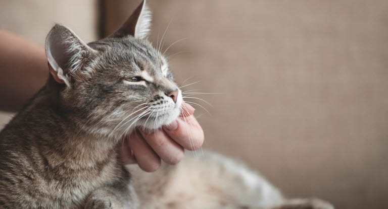 Gråstripete katt som blir klødd under haken.