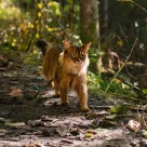 Katt som går tur i skogen