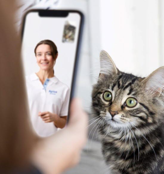 Katteier som filmer katten sin og får veterinærrådgivning i Agria-appen.