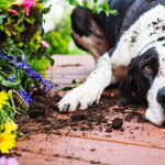 Hund som har gått amok på blomstene på terrassen