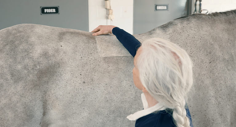 Hest undersøkes av veterinær ved sykdom.