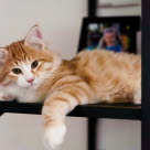 SIbirkatt som ligger på en hylle