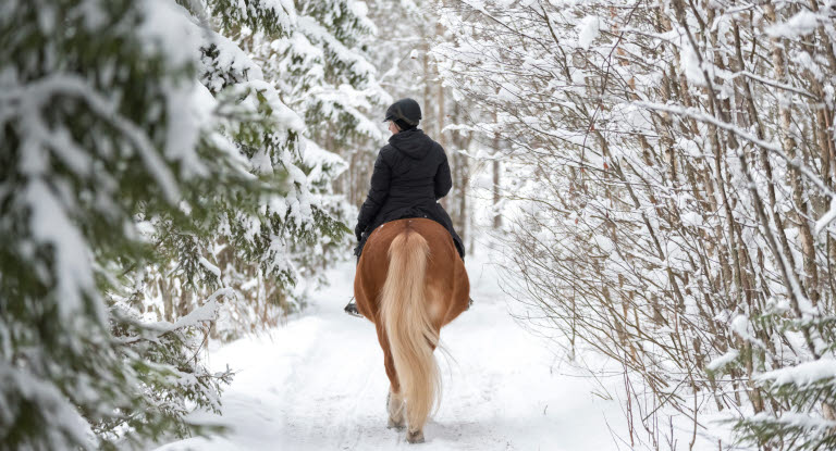 Person som rir på en hest i skogen på vinteren