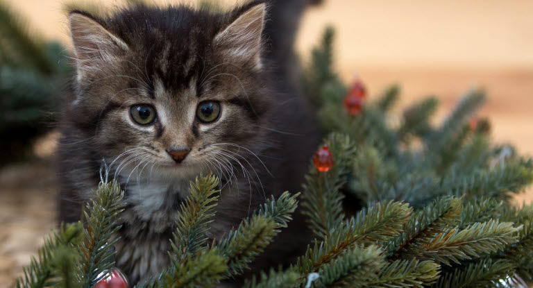 Kattunge omgitt av juledekorasjon