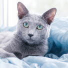 Grå katt som ligger i seng
