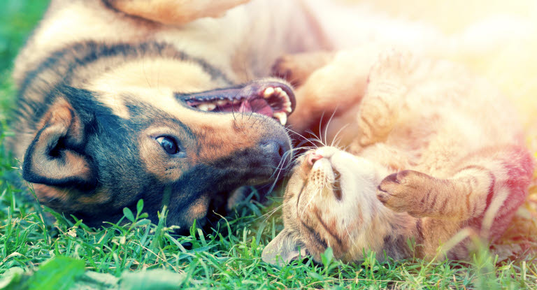 Hund og katt som koser seg på gresset