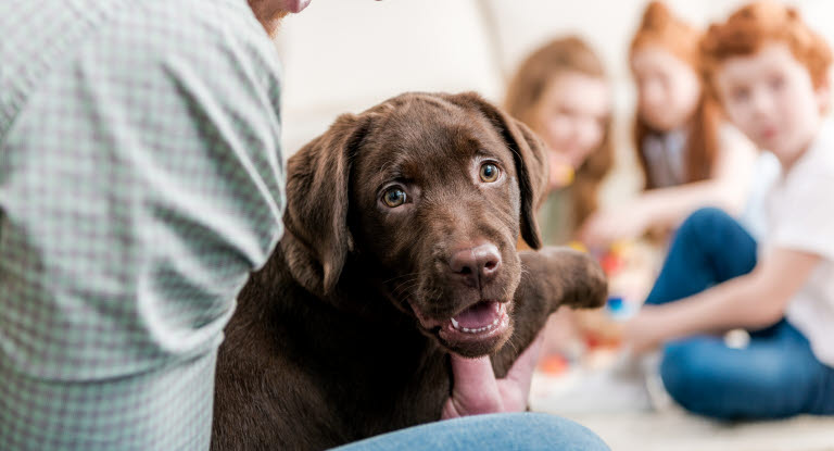 Hund som sitter på fanget