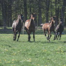 Hester i full gallopp på sommerbeite