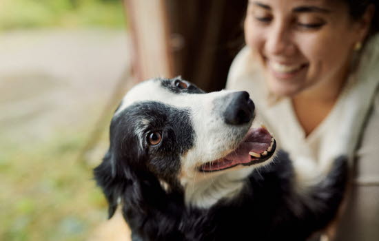 Hund gir klem til dame