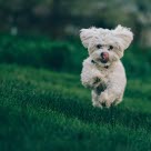 En hoppende glad hund på en gressplen