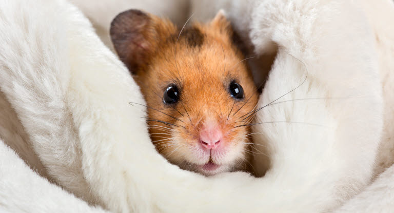 Hamster som ligger i et hvitt mykt teppe
