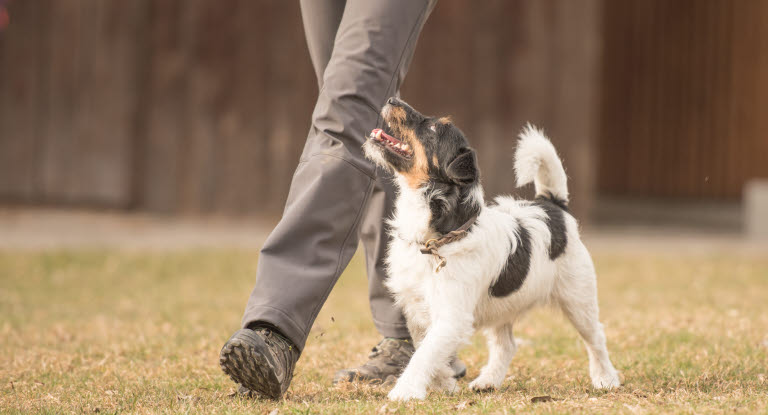 Hund som trener