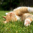 Orange katt som ligger på gresset