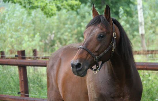 Hest i en innhegning.