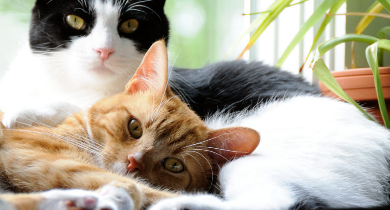To katter som ligger i vinduskarmen