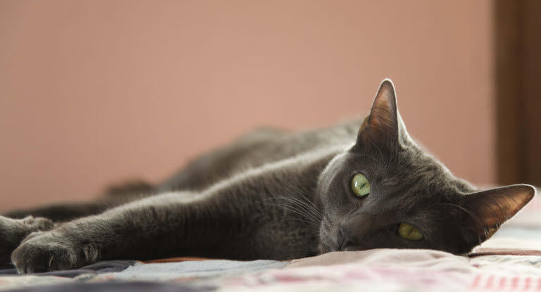 Grå katt som ligger og slapper av