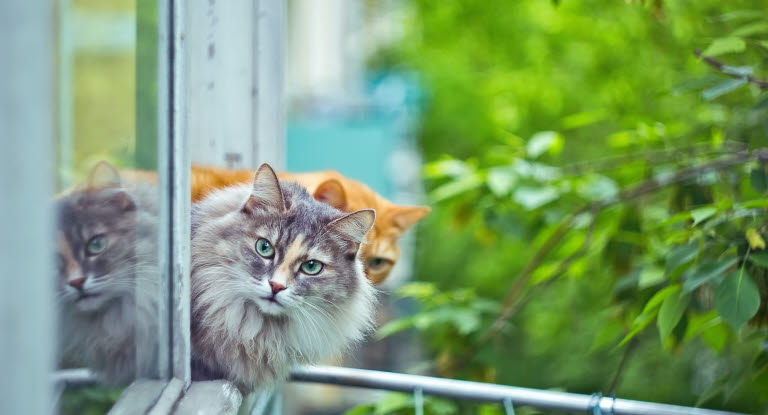 To katter titter ut av vinduet