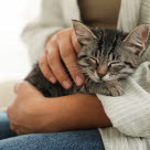 Kattunge som sover på fanget