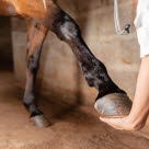 Veterinær som holder benet til en hest