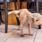 hannhund som tisser inne