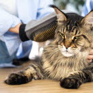 Maine coon katt som blir børstet