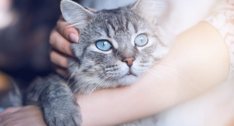 Katt som sitter på fanget og blir klappet