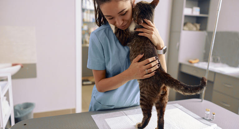Katt hos veterinæren.