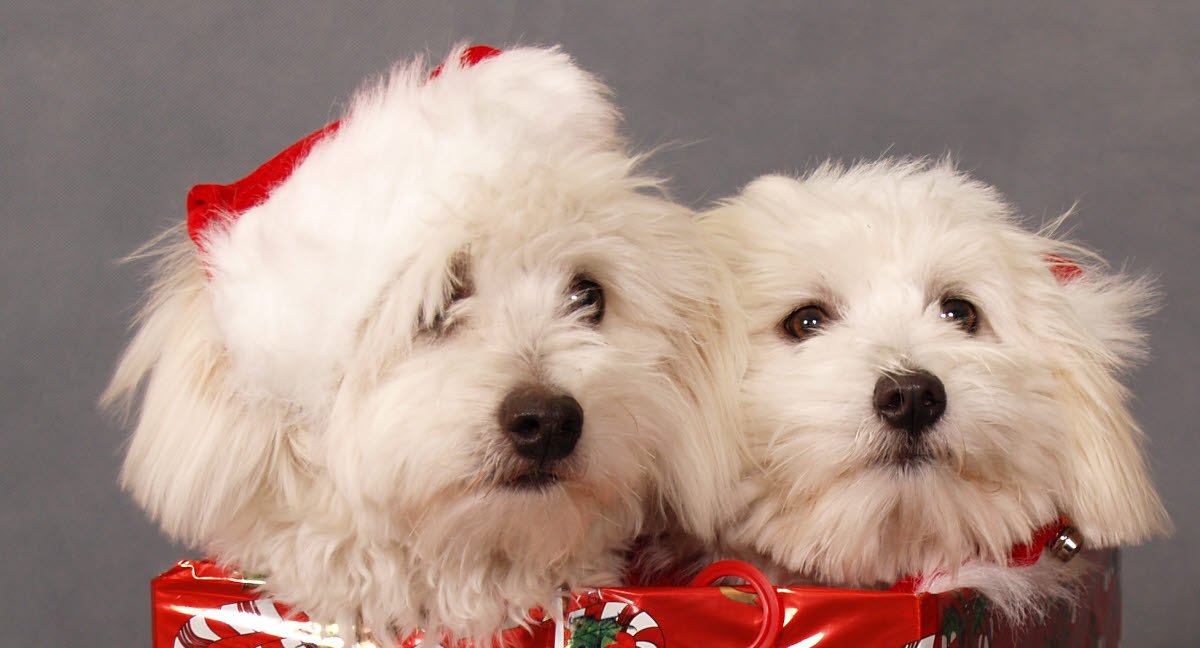 Ikke gi bort dyr til jul Agria Dyreforsikring