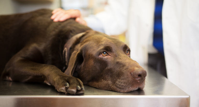 Hund hos veterinær