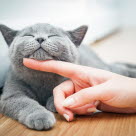 Grå katt som lener seg på en hånd
