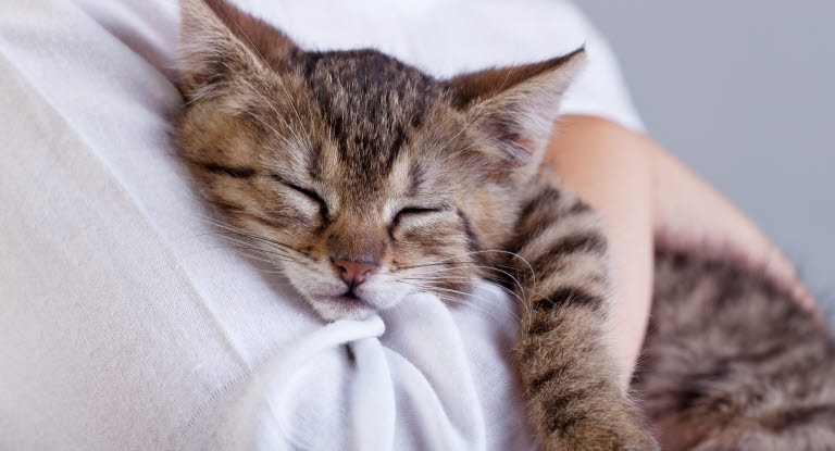 Kattunge som sover på armen