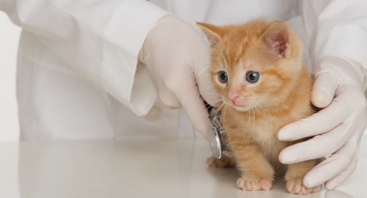 Liten kattunge hos veterinæren