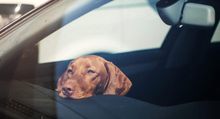 Hund i bil 