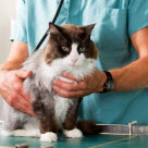 Katt hos veterinær