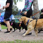 Hunder i alle størrelser og farger i full fart under årets Agrias Hundepromenade!