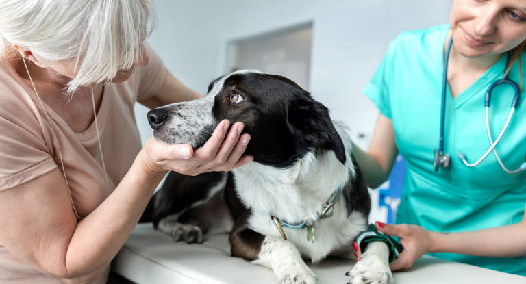 Hund og eier hos veterinæren