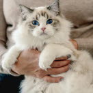 Ragdoll-katt som sitter på fanget