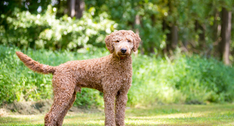 Goldendoodle poserer ute i grønne omgivelser
