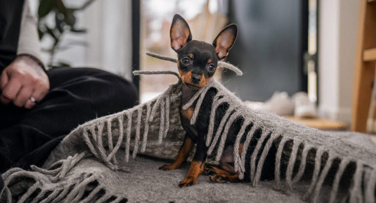 Valp som sitter under et teppe