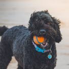Hund på stranden med ball i munnen