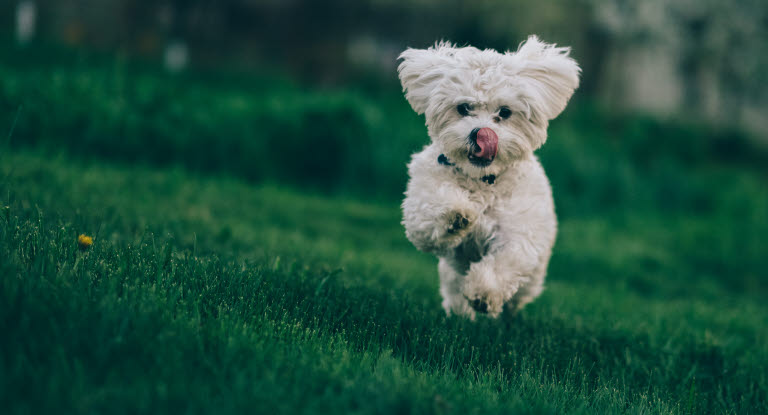 En hoppende glad hund på en gressplen