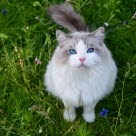 Katt på gresset