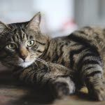 Katt innendørs