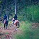 Hester rir i skogen