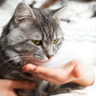 Katt som får medisin
