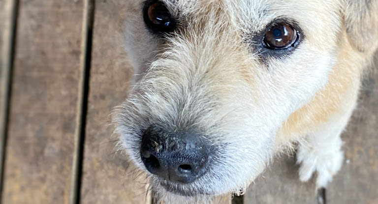 Hund med tørr snute