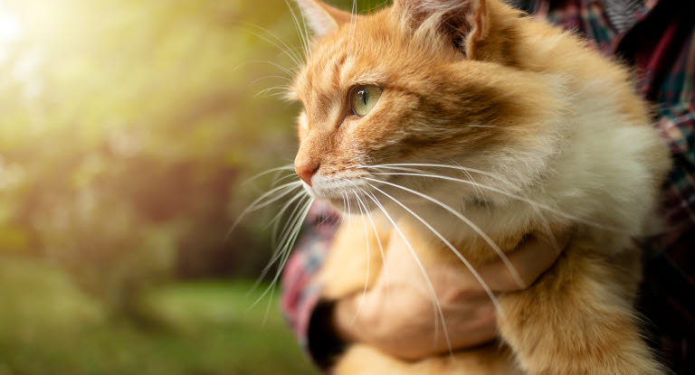 Katt som er ute