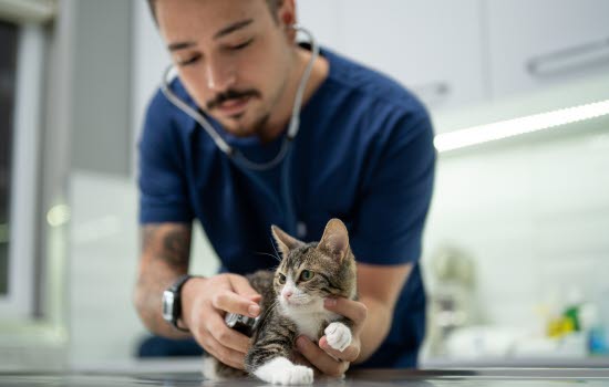Katt som blir lyttet på av en veterinær
