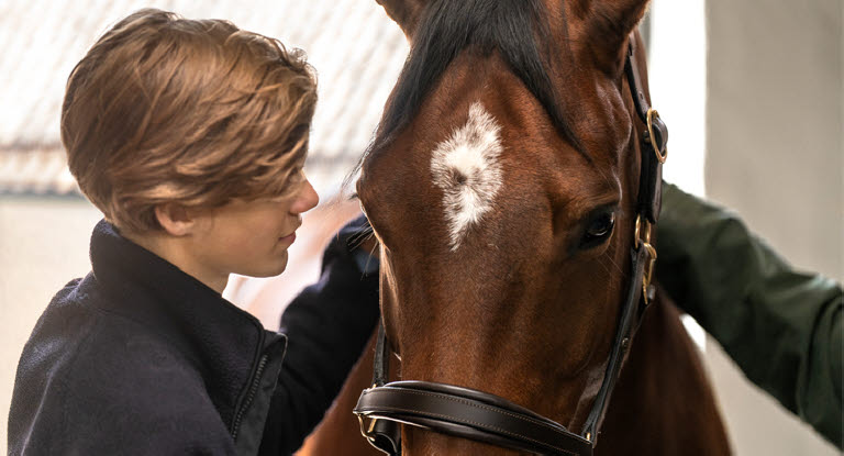 Sårskader hos hest er relativt vanlig.
