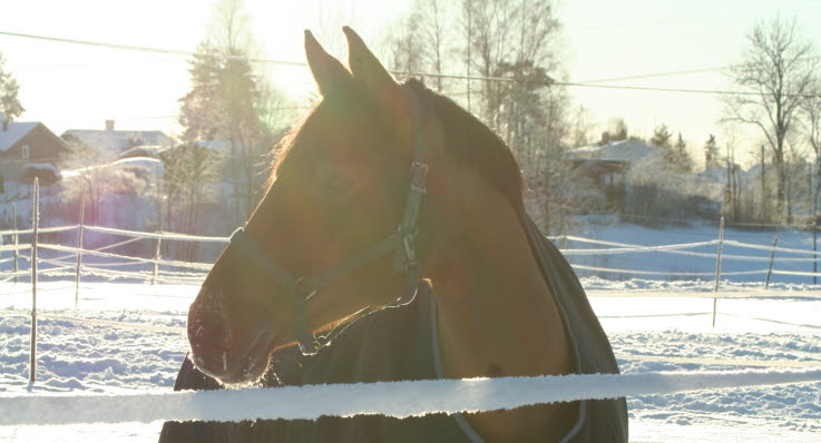 Hest på vinterbeite